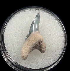 Real Florida Hemipristis tooth for sale | Buried Treasure Fossils