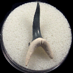Real Bone Valley Sand Tiger shark tooth for sale | Buried Treasure Fossils