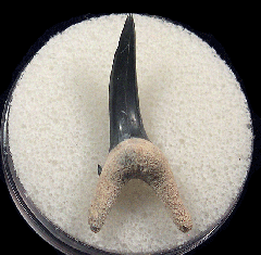 Real Bone Valley Sand Tiger shark tooth for sale | Buried Treasure Fossils