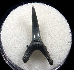 Real Bone Valley Sand Tiger shark tooth for sale | Buried Treasure Fossils