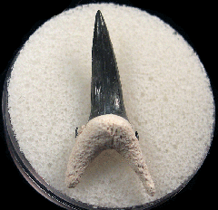 Real Bone Valley Sand Tiger shark tooth for sale | Buried Treasure Fossils