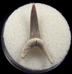 Real Bone Valley Sand Tiger shark tooth for sale | Buried Treasure Fossils