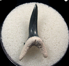 Real Bone Valley Sand Tiger shark tooth for sale | Buried Treasure Fossils