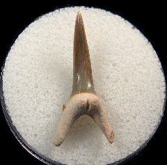 Colorful Carcharhinus taurus tooth from Florida | Buried Treasure Fossils