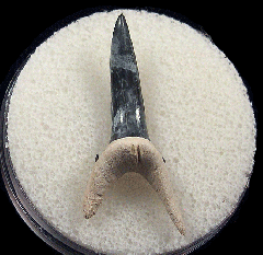 Real Bone Valley Sand Tiger shark tooth | Buried Treasure Fossils