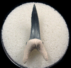 Real Bone Valley Sand Tiger shark tooth for sale | Buried Treasure Fossils