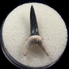 Real Bone Valley Sand Tiger shark tooth for sale | Buried Treasure Fossils