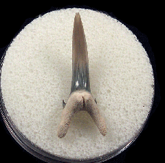 Extra Large Bone Valley Sand Tiger shark tooth for sale | Buried Treasure Fossils