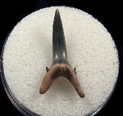 Colorful Sand Tiger shark tooth for sale | Buried Treasure Fossils