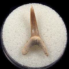 Bone Valley Sand Tiger shark tooth for sale | Buried Treasure Fossils