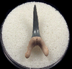 Florida Sand Tiger shark tooth for sale | Buried Treasure Fossils