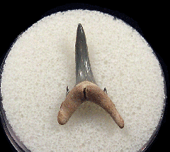 Florida Bone Valley Sand Tiger shark tooth for sale | Buried Treasure Fossils
