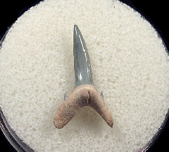 Bone Valley Sand Tiger shark tooth for sale | Buried Treasure Fossils