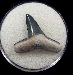 Bone Valley Lemon shark tooth | Buried Treasure Fossils