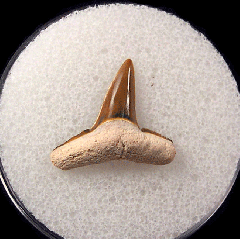 Colorful Lemon shark tooth for sale | Buried Treasure Fossils
