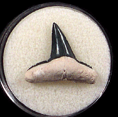 Bone Valley Lemon shark tooth for sale | Buried Treasure Fossils