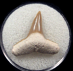 Florida Lemon shark tooth  Buried Treasure Fossils