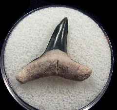 Florida Lemon shark tooth  Buried Treasure Fossils