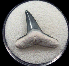 Lemon shark tooth