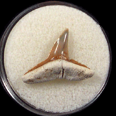 Negaprion brevirostris  -  BV