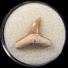 Bone Valley Negaprion brevirotris, the Lemon shark tooth 