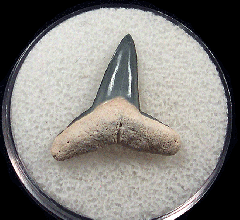  Bone Valley Lemon shark tooth