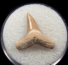 Extra Large Bone Valley Lemon shark tooth for sale | Buried Treasure Fossils
