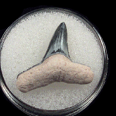 Negaprion brevirostris  -  BV