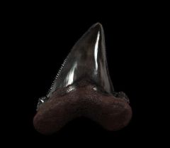Colorful Suwanee Auriculatus shark tooth for sale | Buried Treasure Fossils