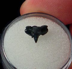 Florida Nurse shark tooth for sale | Buried Treasure Fossils