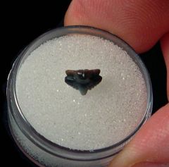 Ginglymostoma lehneri