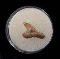 Pliocene Great Hammerhead tooth for sale | Buried Treasure Fossils
