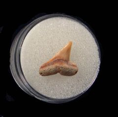 Pliocene Sphyrna mokarran tooth for sale | Buried Treasure Fossils