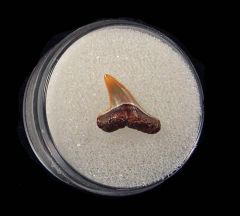 Florida Sphyrna mokarran tooth for sale | Buried Treasure Fossils