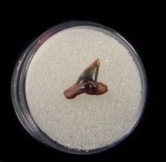 Sphyrna mokarran