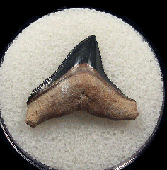 Real Bone Valley Carcharhinus leucas tooth for sale | Buried Treasure Fossils