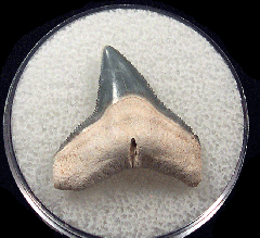 Bone Valley Carcharhinus leucas shark tooth | Buried Treasure Fossils