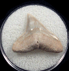 Colorful Bone Valley Carcharhinus leucas tooth | Buried Treasure Fossils