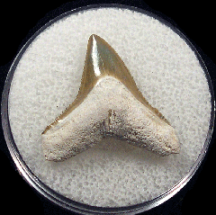 Bone Valley Bull shark tooth | Buried Treasure Fossils