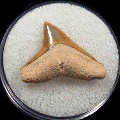 Florida Bull shark tooth | Buried Treasure Fossils