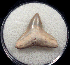 Real Bone Valley Bull shark tooth | Buried Treasure Fossils