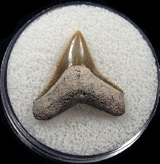 Florida Bone Valley Bull shark tooth for sale | Buried Treasure Fossils