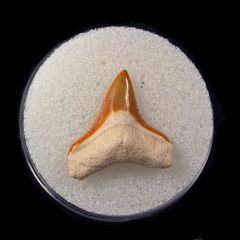 Real Bone Valley Bull shark tooth for sale | Buried Treasure Fossils