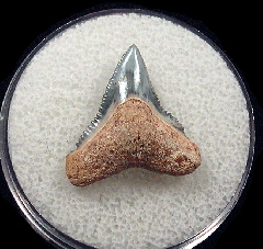 Bone Valley Bull shark tooth for sale | Buried Treasure Fossils