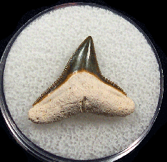 Real Bone Valley Carcharhinus leucas tooth for sale | Buried Treasure Fossils