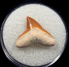 Real Bone Valley Carcharhinus leucas tooth for sale | Buried Treasure Fossils