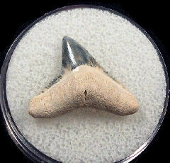 Real Bone Valley Carcharhinus leucas tooth for sale | Buried Treasure Fossils