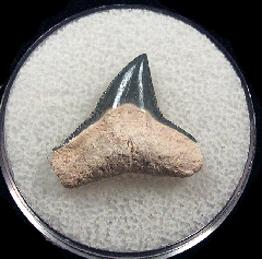 Real Bone Valley Carcharhinus leucas tooth for sale | Buried Treasure Fossils
