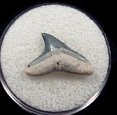 Colorful Bone Valley Bull shark tooth for sale | Buried Treasure Fossils
