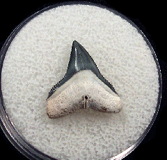 Bone Valley Bull shark tooth for sale | Buried Treasure Fossils
